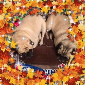 Meet your Posher, Sylvia